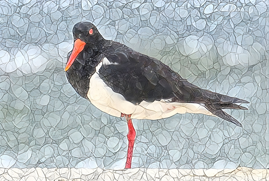 Cool Oyster Catcher