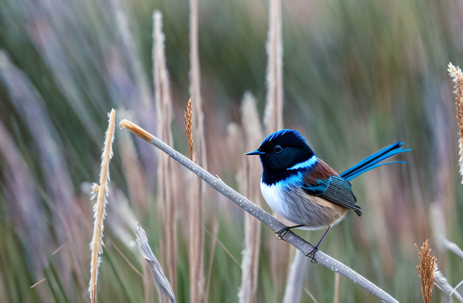 Blue plumage fairy-wren perched on twig among tall reeds