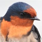 Colorful Bird Artwork with Blue, Orange, and Gold Patterns