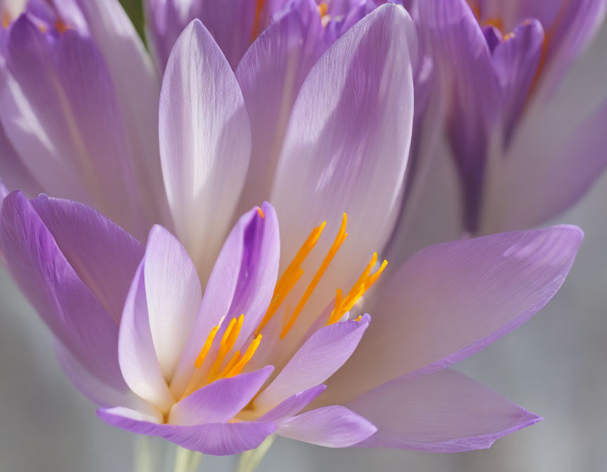 Delicate purple crocus flower with vibrant yellow stamen on soft-focus grey background