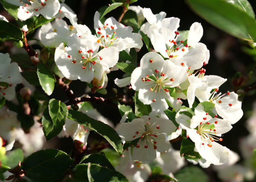 White Blossoms with Yellow and Red Stamens in Sunlight