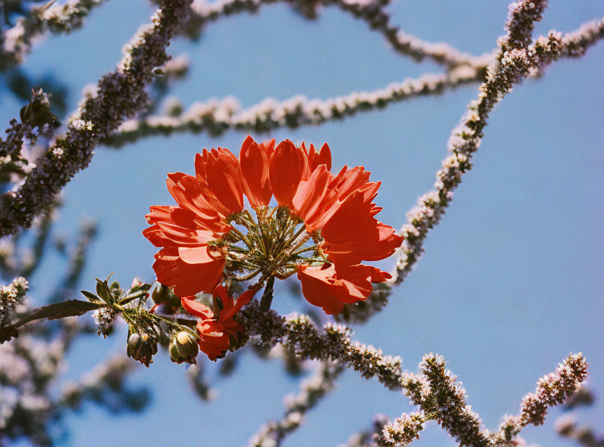 Vibrant orange flower against clear blue sky with fuzzy branches