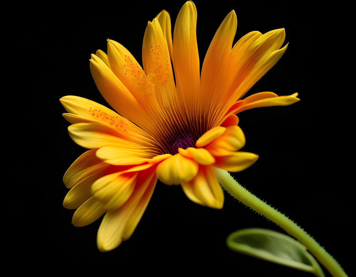 Colorful Yellow and Orange Flower with Purple Center on Black Background