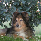 Tricolor Shetland Sheepdog Resting Among Lilac Flowers