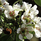 White Blossoms with Yellow and Red Stamens in Sunlight