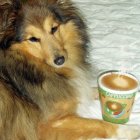 Shetland Sheepdog with heart latte art and coffee beans