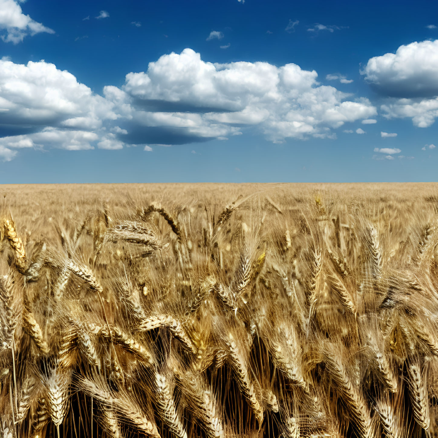 Vibrant golden wheat field under blue sky and fluffy clouds