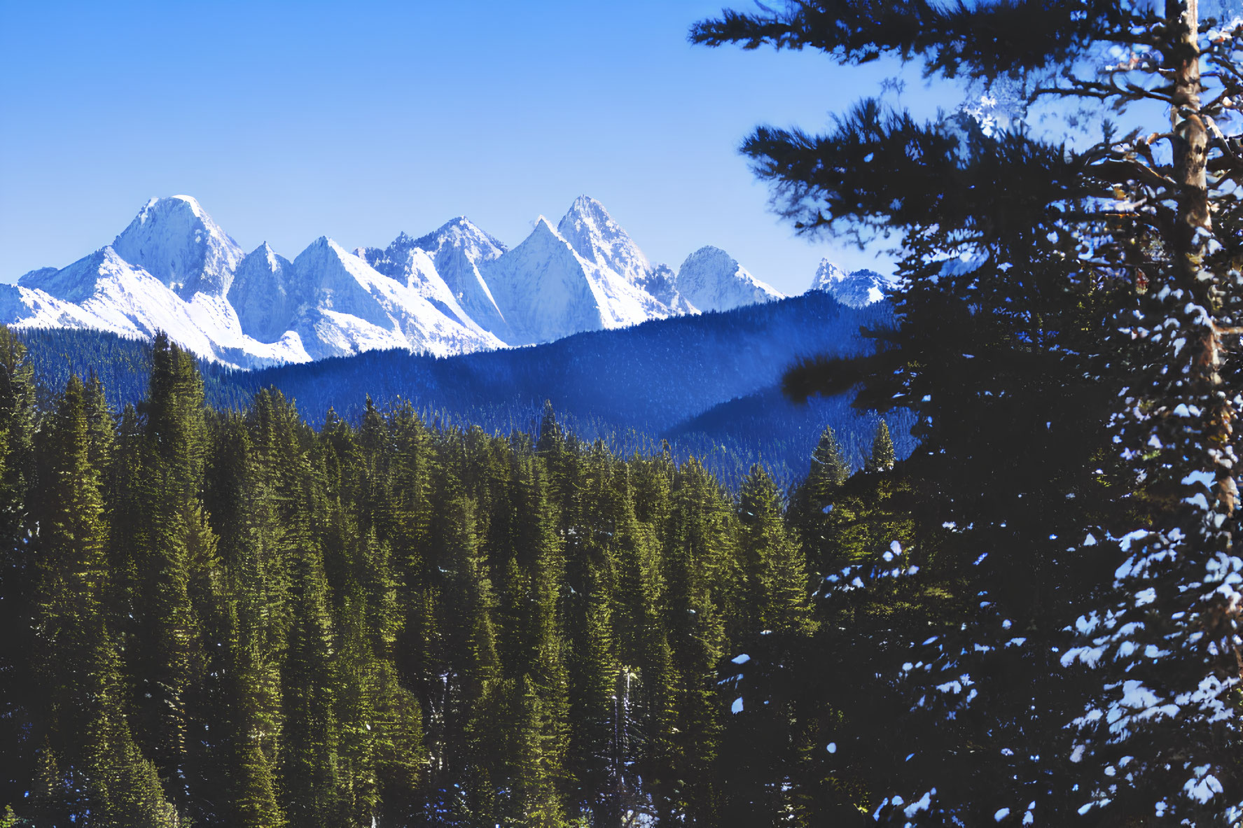 Snow-capped mountain range behind dense forest under blue sky