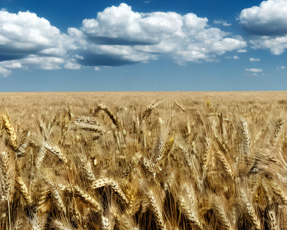 Vibrant golden wheat field under blue sky and fluffy clouds