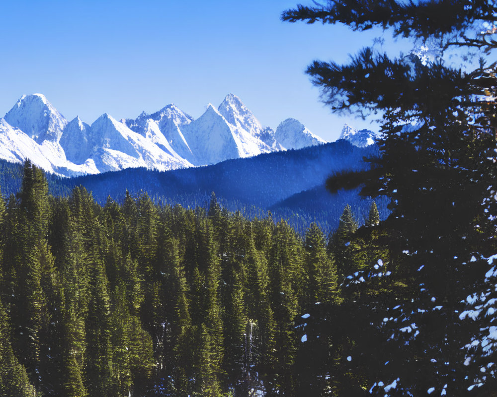 Snow-capped mountain range behind dense forest under blue sky