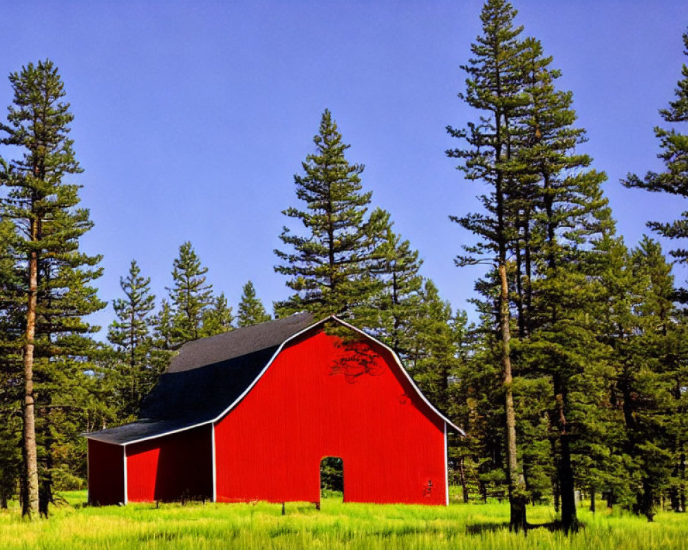 Red Barn Surrounded by Pine Trees Under Blue Sky