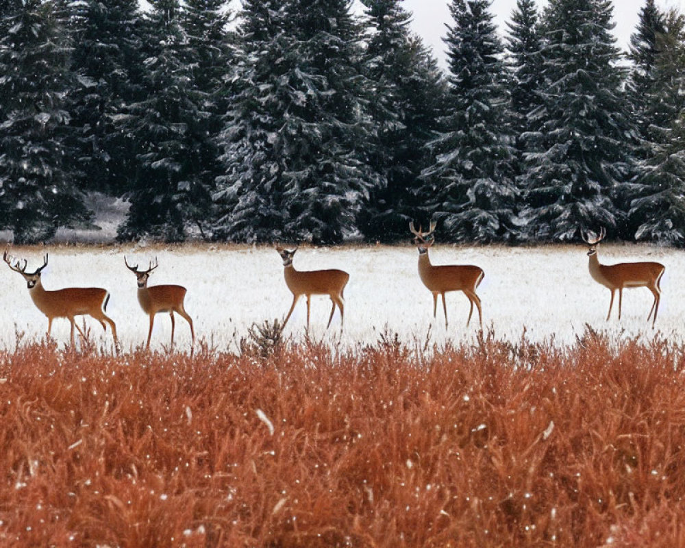 Five deer with prominent antlers in snowy forest scene