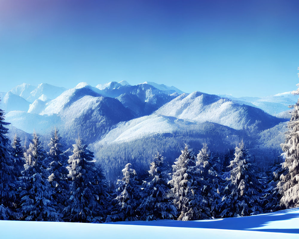 Winter forest scene with snowy mountains and blue sky