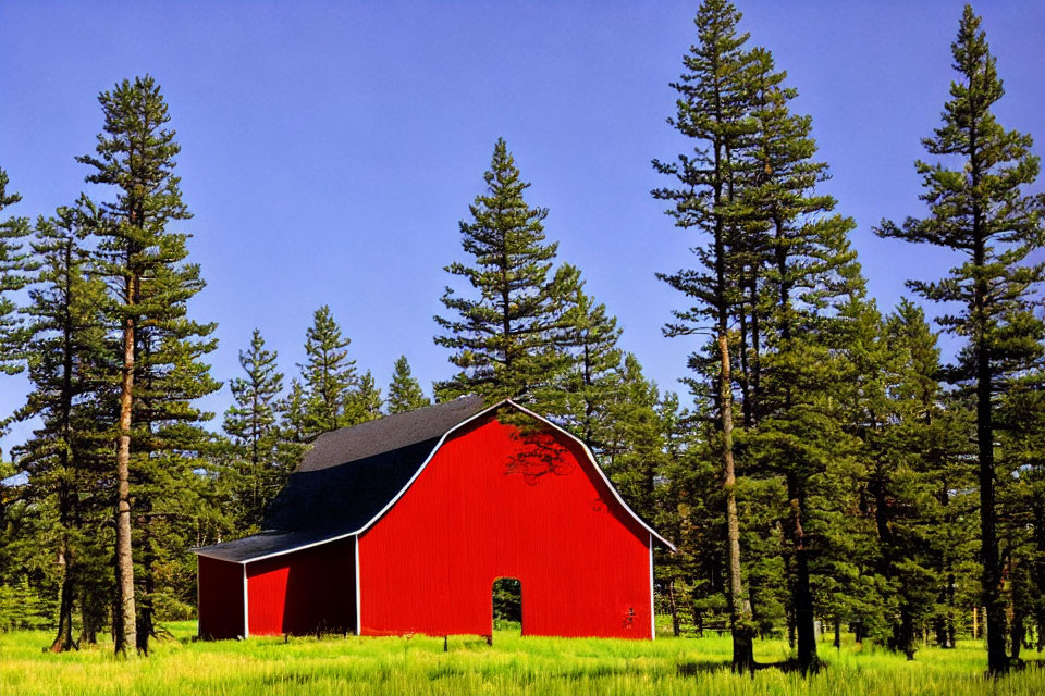 Red Barn Surrounded by Pine Trees Under Blue Sky