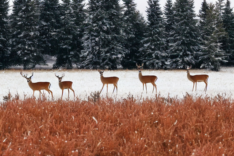 Five deer with prominent antlers in snowy forest scene