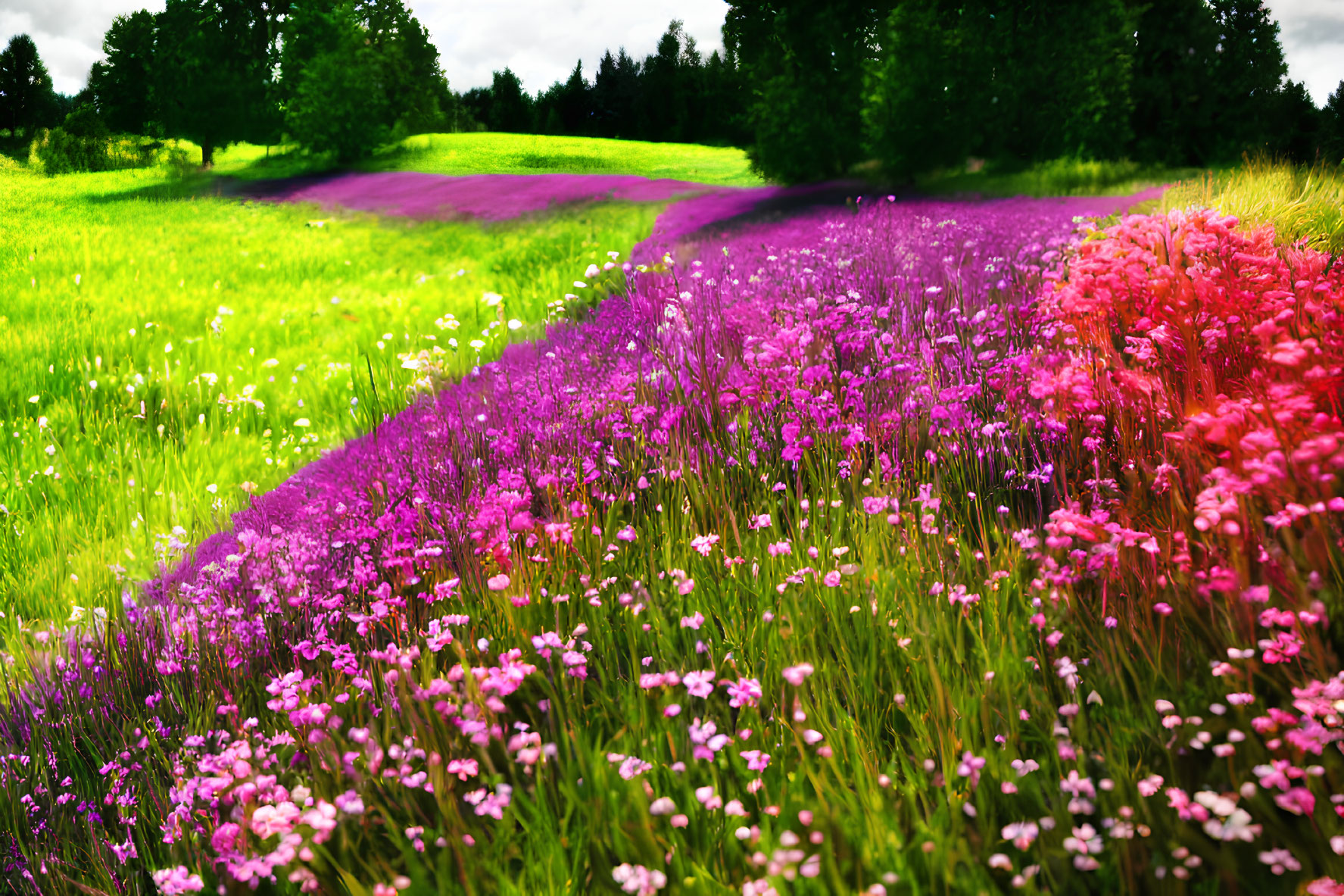 Colorful Wildflowers Blooming on Winding Path in Green Meadow