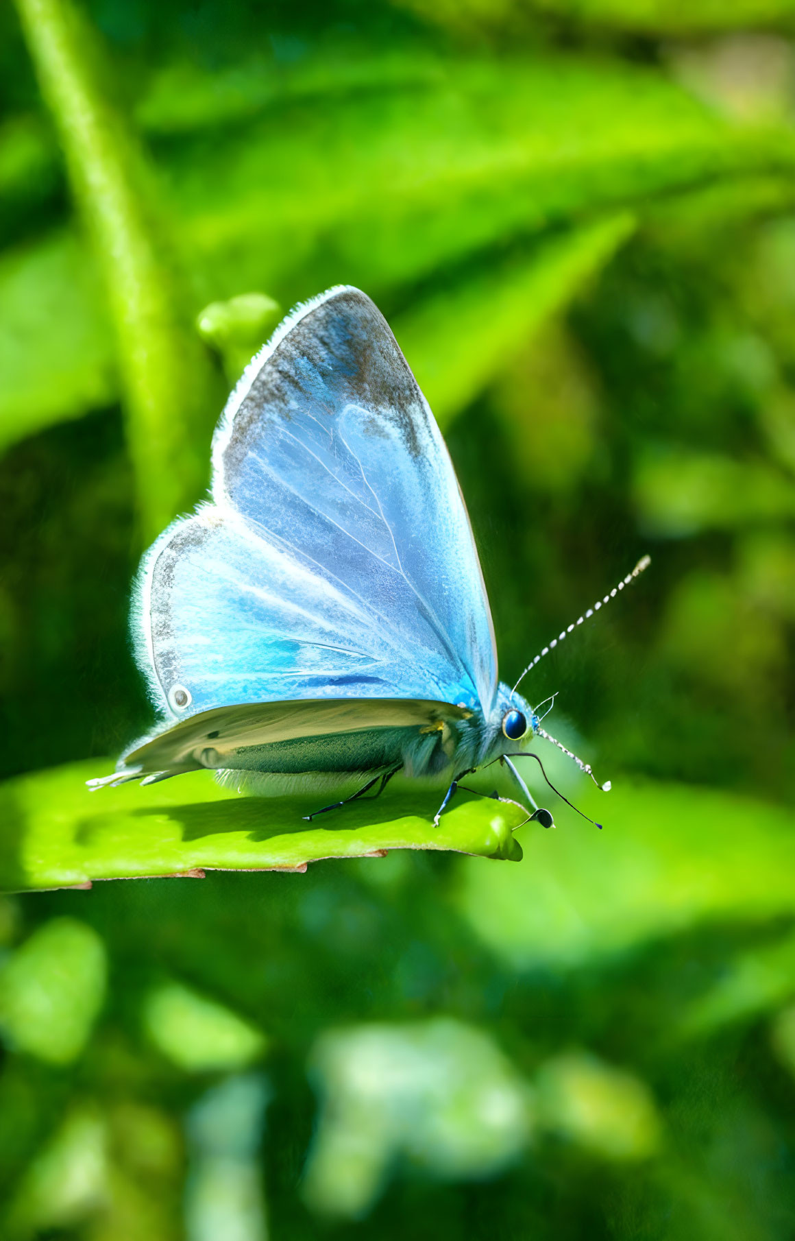 Blue butterfly with delicate wings on green leaf in nature.