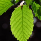 Detailed veins and textures of vibrant green leaves against a dark background