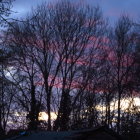 Enchanting Dusk Forest with Luminescent Flora and Starlit Sky