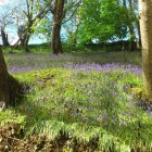 Detailed forest painting with sunlight, purple and yellow wildflowers, lush green foliage