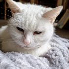 White Cat with Egyptian-Style Headdress and Blue Eyes