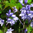 Colorful digital painting of purple-blue columbine flowers on bokeh background