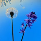 White and blue dandelion-like flowers under blue sky with dispersing seeds.