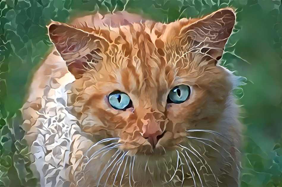 ginger cat