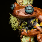 Colorful Frog with Green Eyes on Leaf Displaying Textured Skin & Webbed Feet