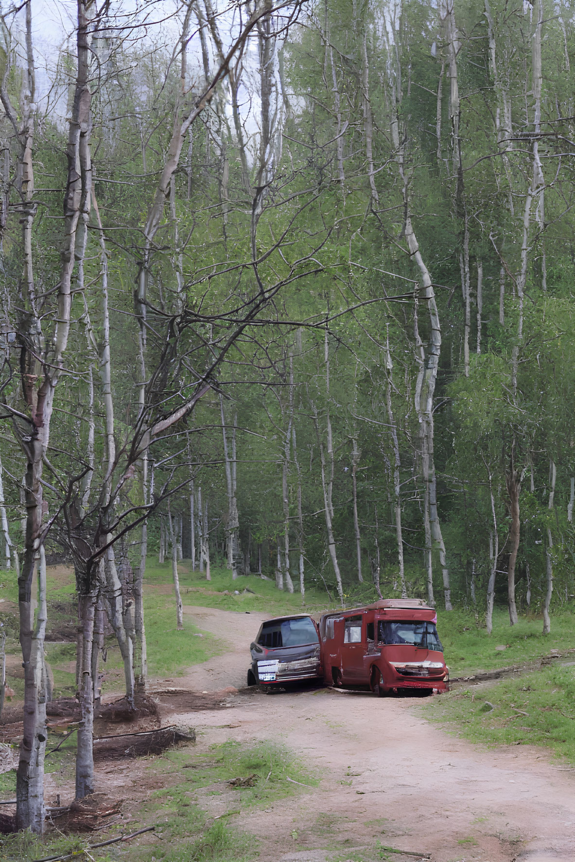 Tranquil birch forest with two old vans parked in lush greenery