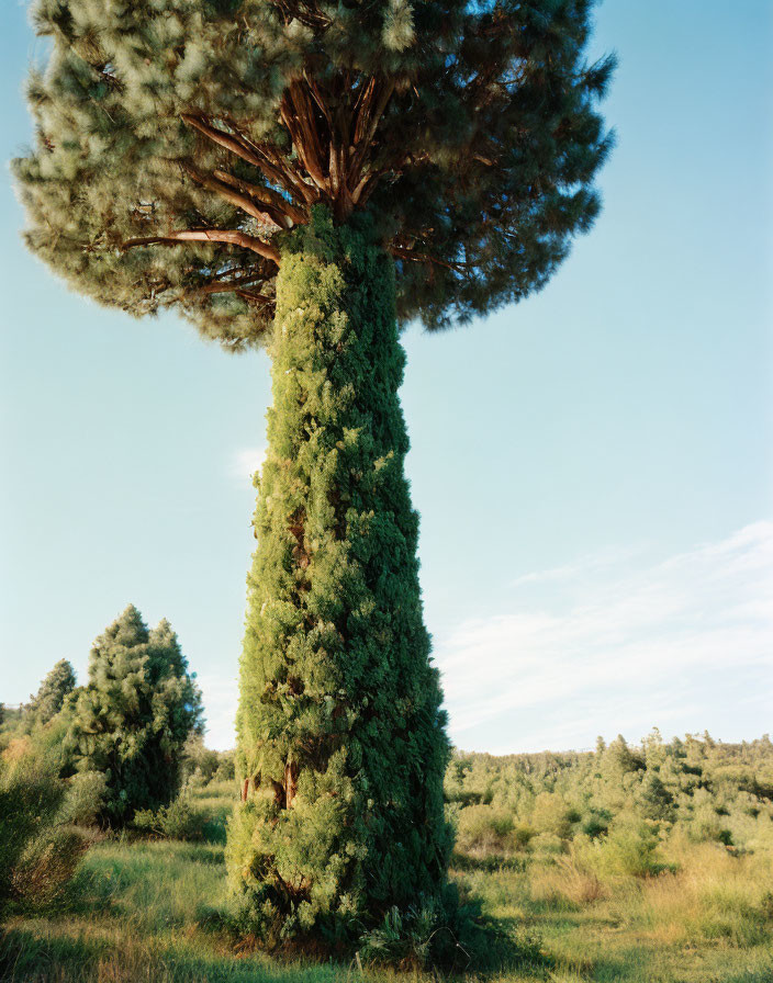 Sunlit forest clearing with tall pine tree and dense ivy