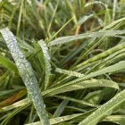 Vibrant spectrum of colors on dew-covered grass blades