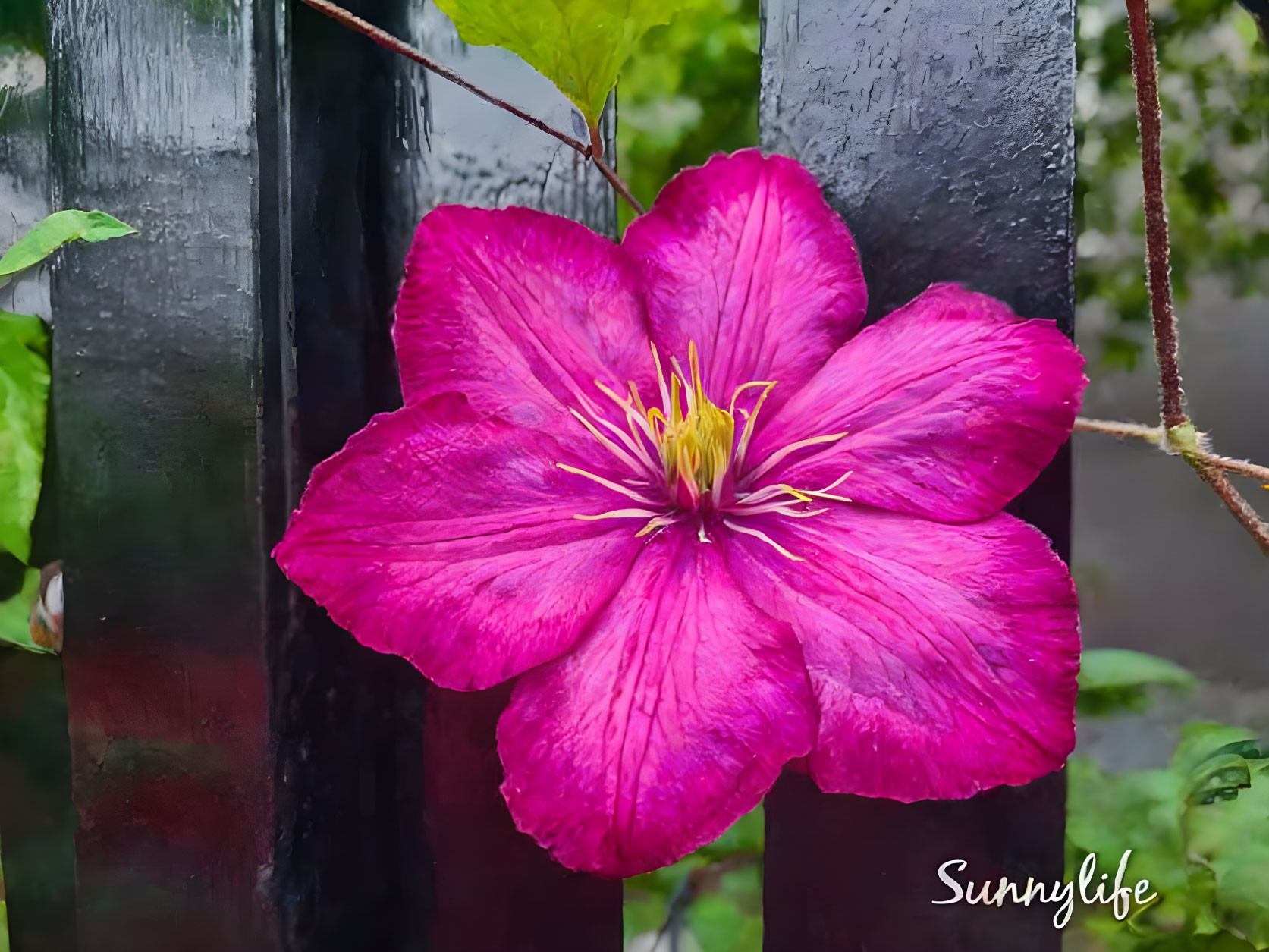 Vibrant Pink Clematis Flower with Yellow Stamens Blooming on Green Background