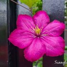 Vibrant Pink Clematis Flower with Yellow Stamens Blooming on Green Background