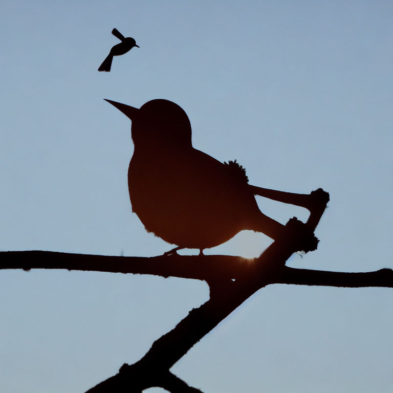 Bird Silhouette Perched on Branch with Flying Bird in Twilight Sky