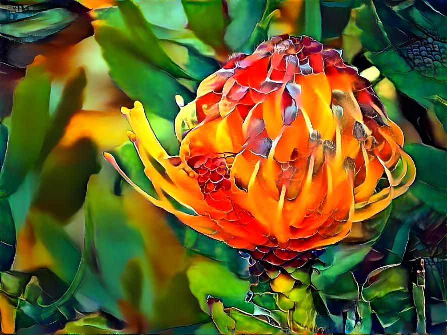 Protea