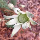 White Flower with Prominent Center and Delicate Petals Among Soft Pink Blooms