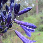 Vibrant blue flowers with thin petals against blurred green background.