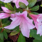 Purple and White Flowers with Dewdrops on Petals in Lush Green Setting