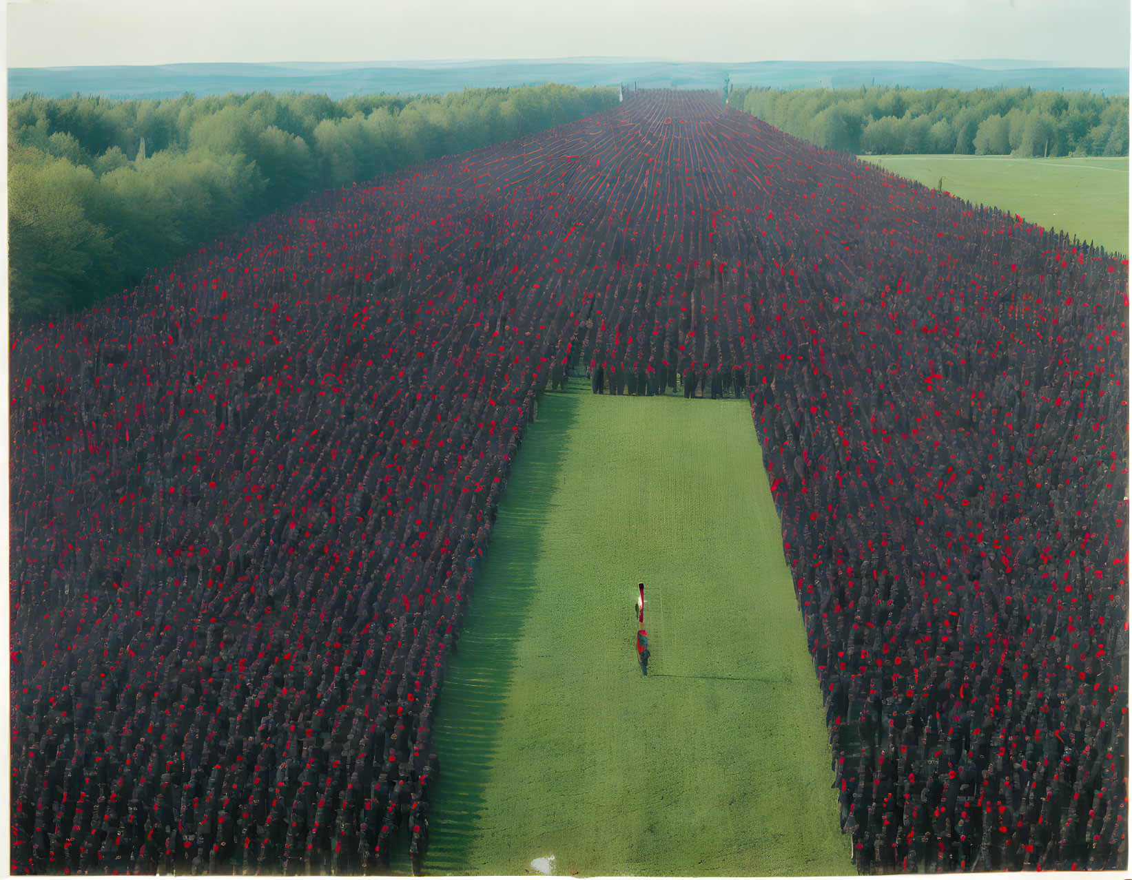 Vibrant red flowers in rows with green pathway and person in aerial view