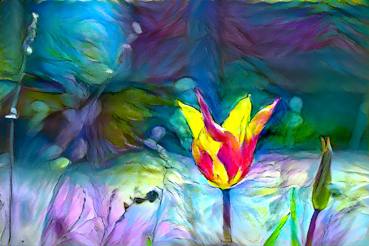 Tulip