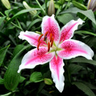 Stylized Pink Flower Digital Artwork with Green Leaves