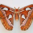 Symmetrical butterfly artwork with warm-toned eye patterns