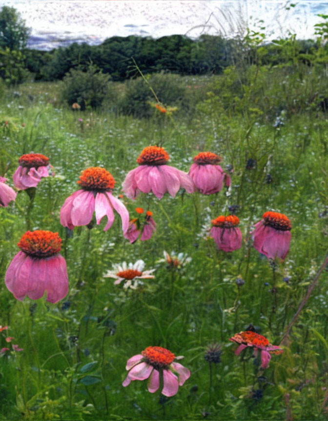 Vibrant pink and orange coneflowers in a field under cloudy sky