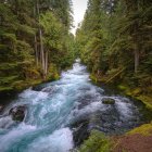 Ornate dragons in mystical forest with rushing stream