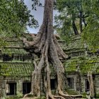 Ancient overgrown temple ruins in lush green forest