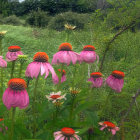 Colorful Coneflowers in Lush Meadow Scene