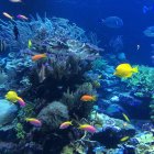 Colorful coral formations and tropical fish in deep blue ocean