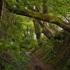 Surreal forest scene with camouflaged faces, vibrant green foliage, birds, and a small