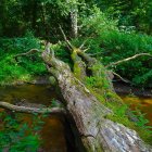 Lush Forest Landscape with Old Tree Trunk and Moss-Lined Stream